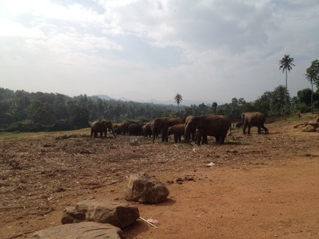 Pinnawela elephant orphanage
