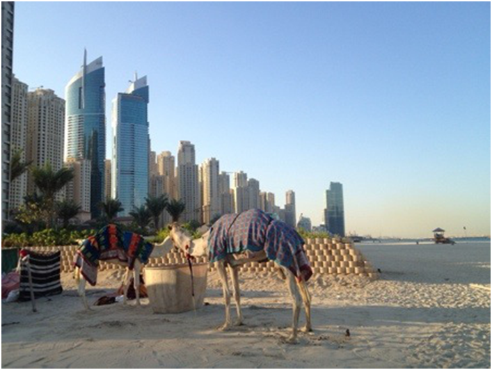 Dubai kameler
