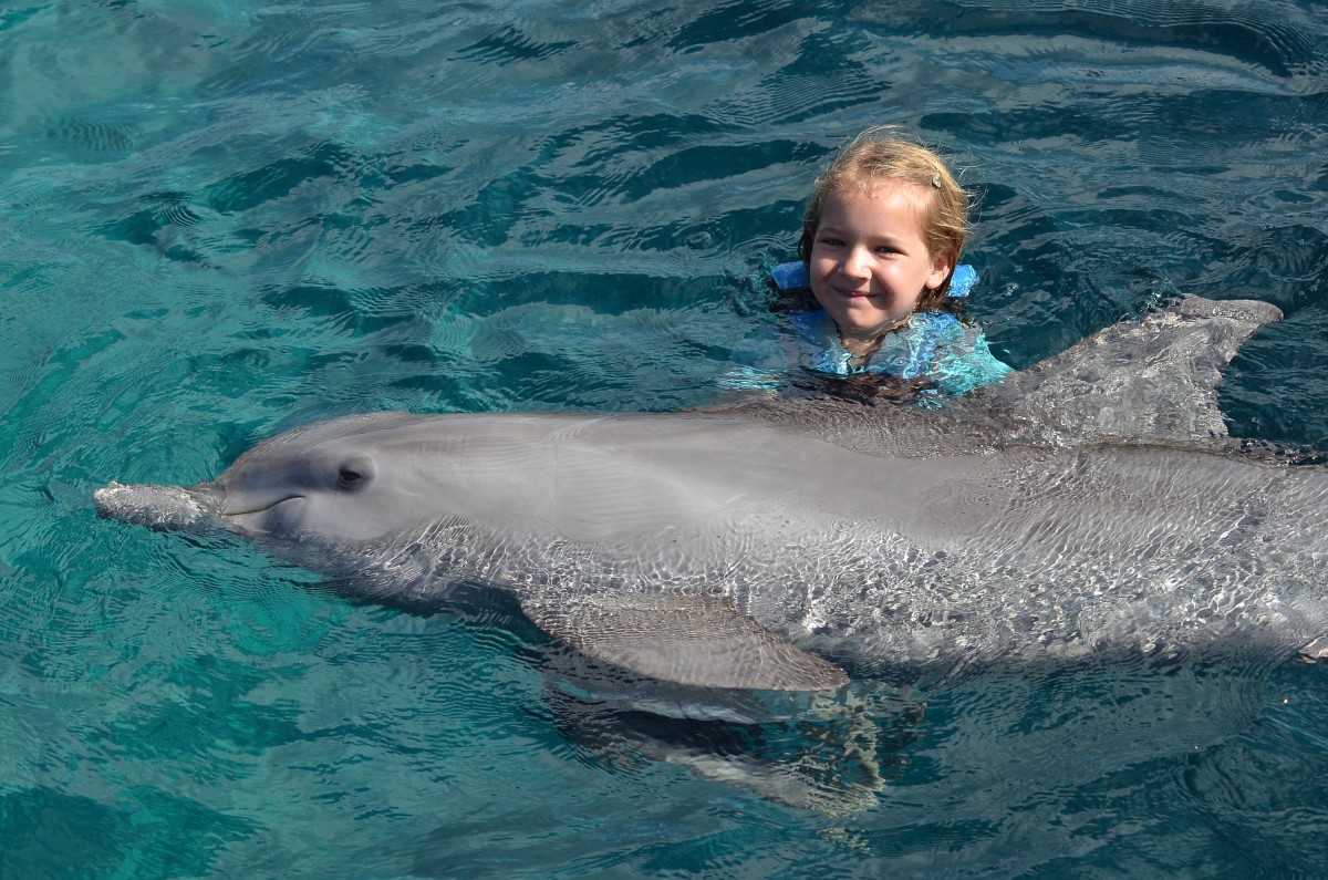 simma med delfiner