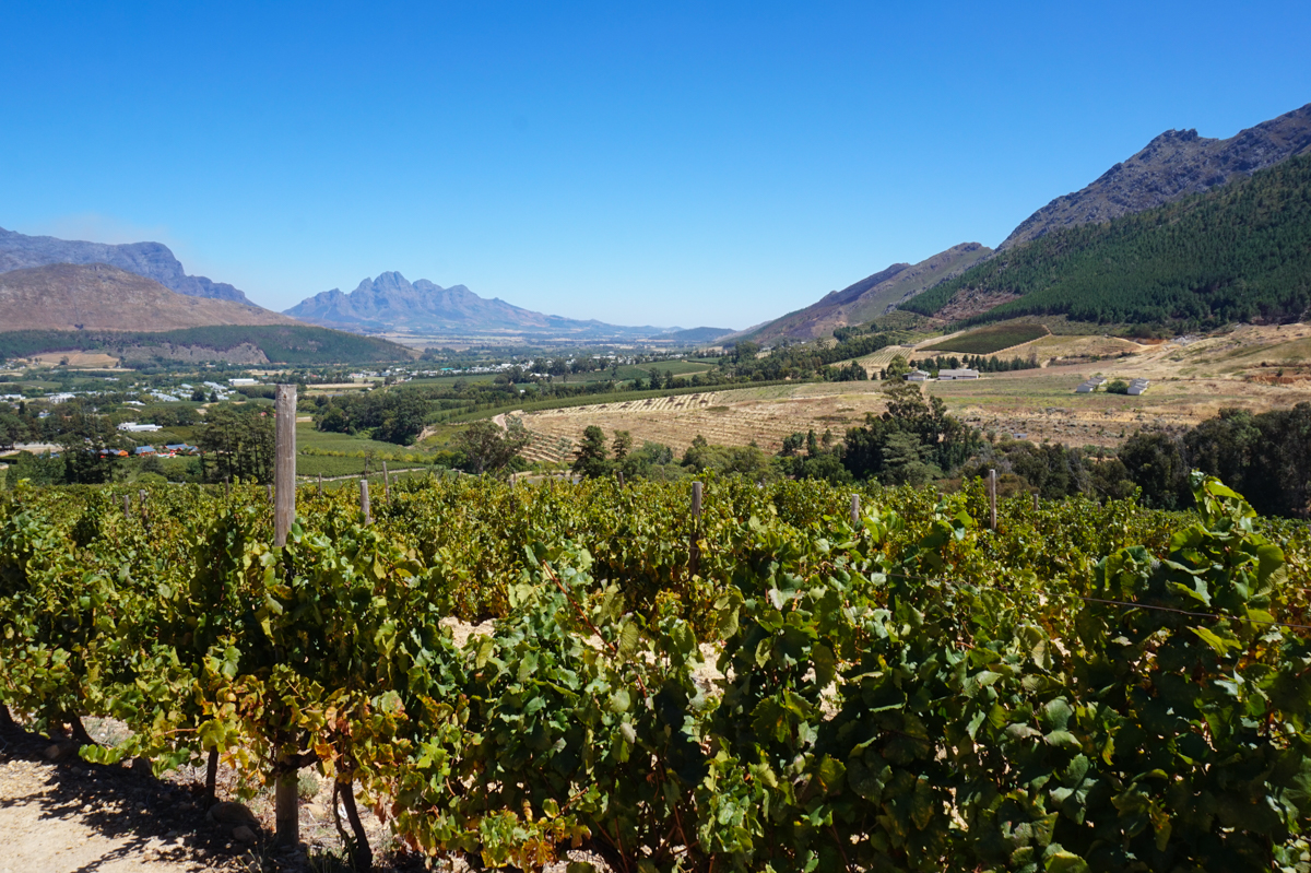 vingårdar Sydafrika