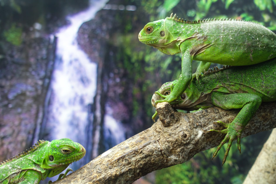 guadeloupe-zoo-djurpark-utflykt-med-barn