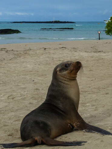 guide till galapagos reseguide galapagosöarna-27