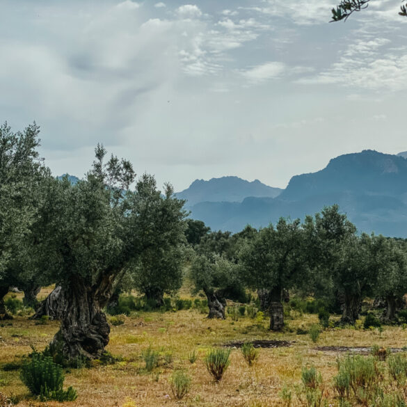 Vandring från Soller till Deia